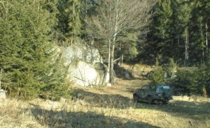 im Wald